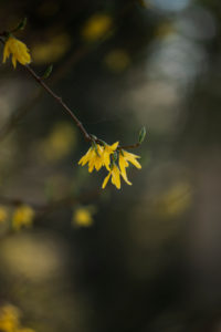 Forsythia, blossom, detail, Forsythia, blossom, detail,